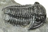 Detailed Gerastos Trilobite Fossil - Morocco #243778-2